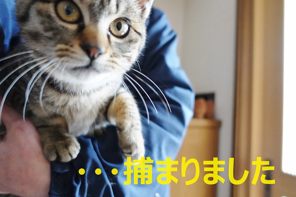 相談先の仔猫たち