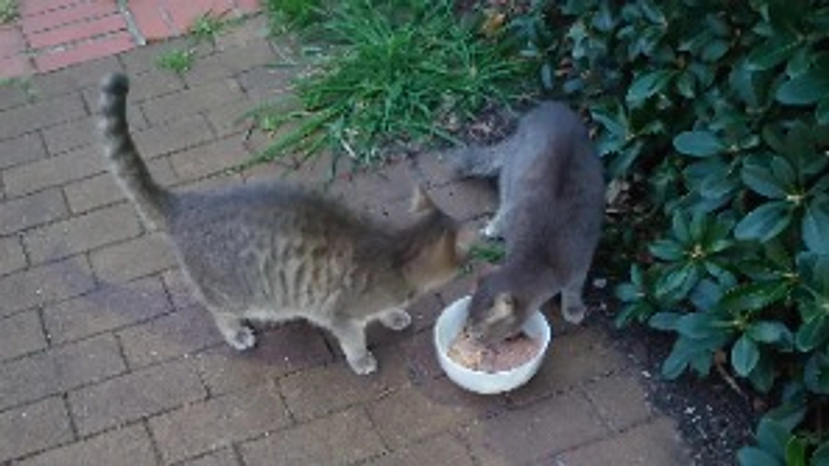 にゃんこ達への贈り物