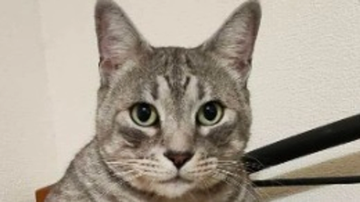 一部金額の訂正のお詫びと３／１８日から８／１５日までの明細書について