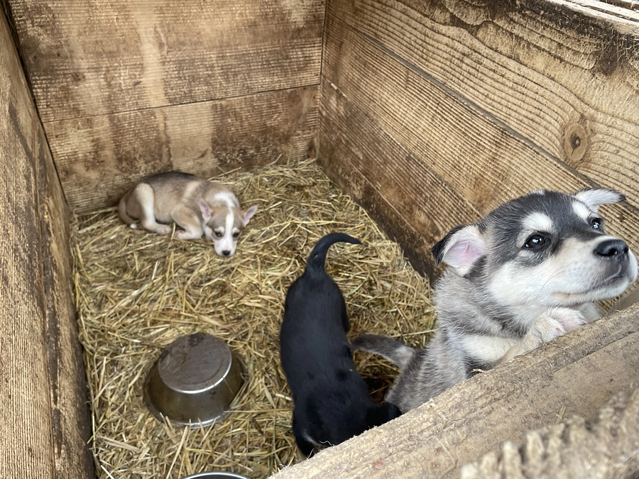 映画「犬と戦争　ウクライナで私が見たこと」ラストデイ＠tokyo