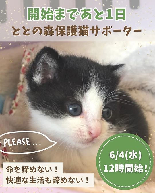 ととの森保護猫サポーター募集