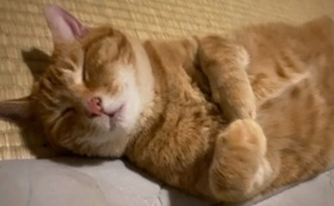 感謝のメールを送らせていただきます。