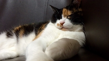 重度の膵炎と腎不全で闘病中の愛猫モモへのご支援をお願いいたします のトップ画像