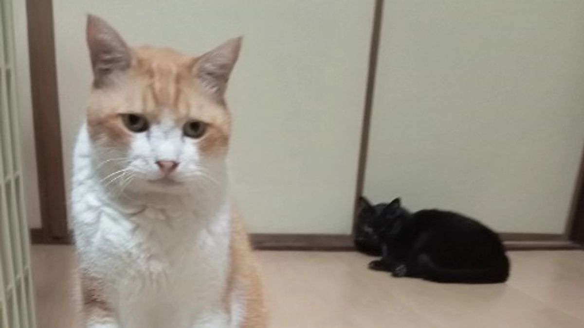 日曜日に「行き場の無い猫」を預ります。