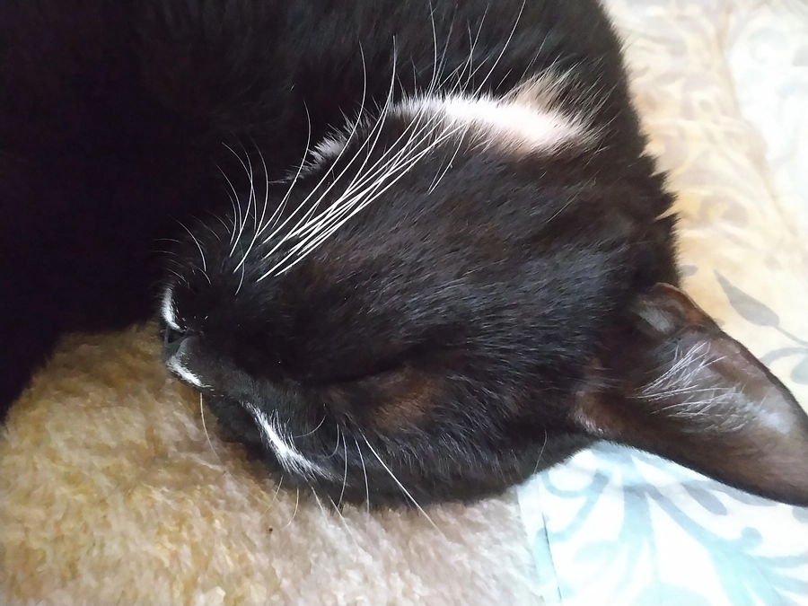 6/11はなちゃんの様子