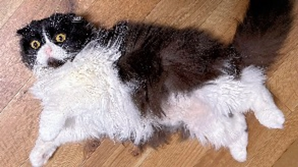 残り17日。今日のししゃもは…