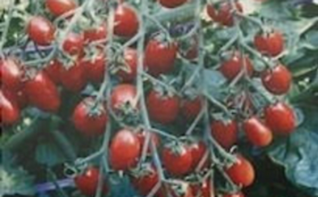 【無農薬・化学肥料無使用】愛情かけて育てたトマトをお届け！：Aコース