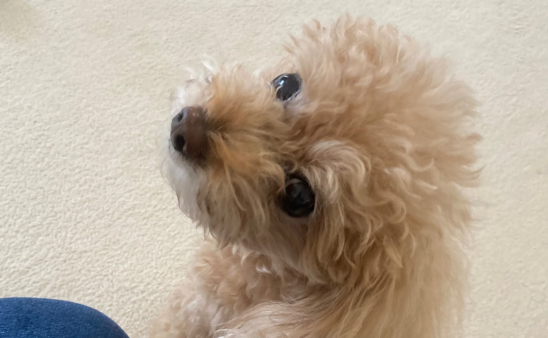 サニーへのご支援2