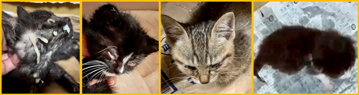 譲渡会のご報告と続く子猫保護   