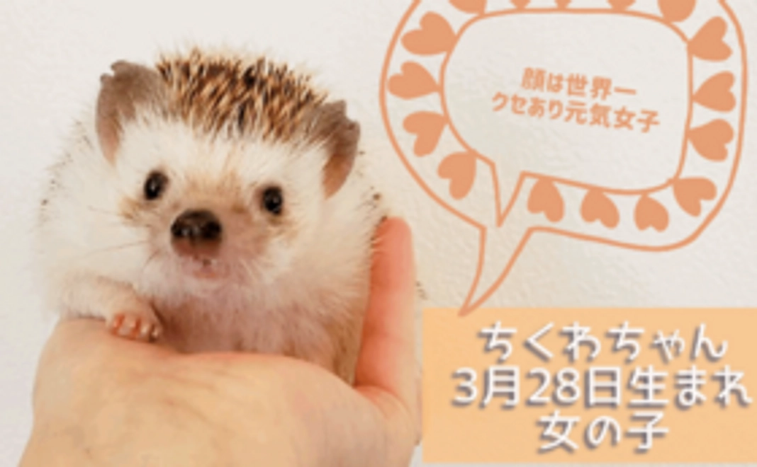 ハリネズミふれあいペアご招待