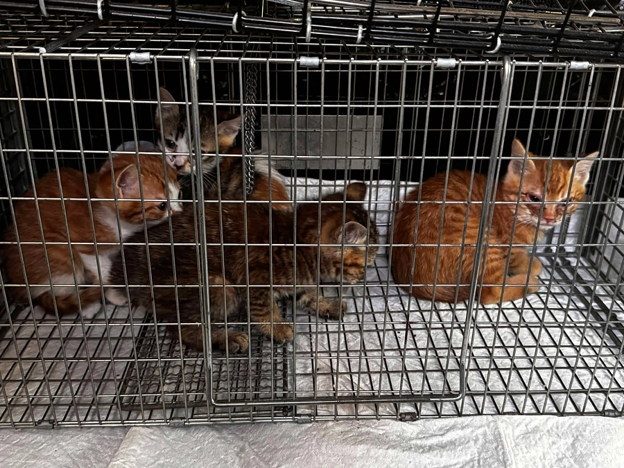 かわいそうだけでは助けられない野良猫さんのこと⑬　～飼育崩壊～