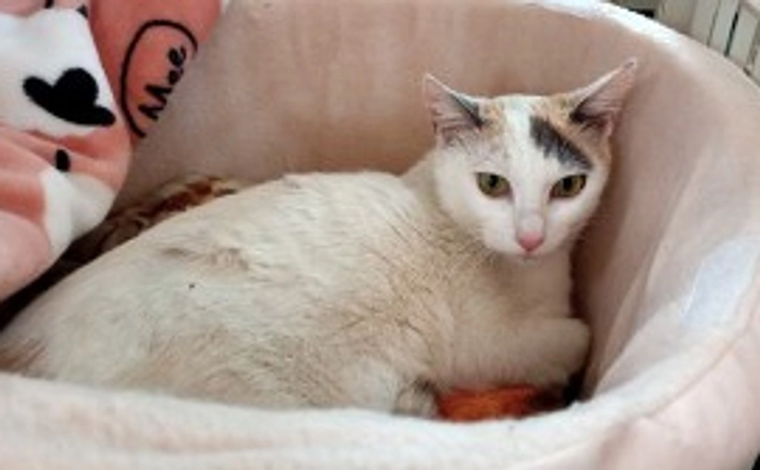 毎月5000円コース