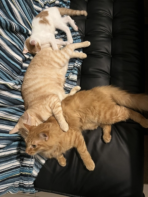 切実なお願いです。