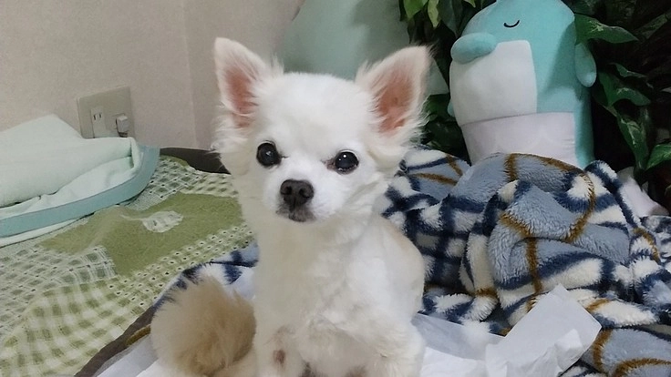 17歳のチワワ胆嚢免疫嚢腫…助けて下さい