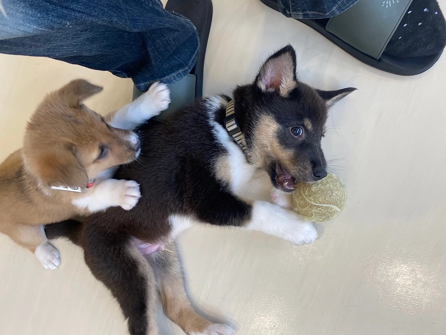 今年の目標は１００頭の家族を見つけるぞ‼