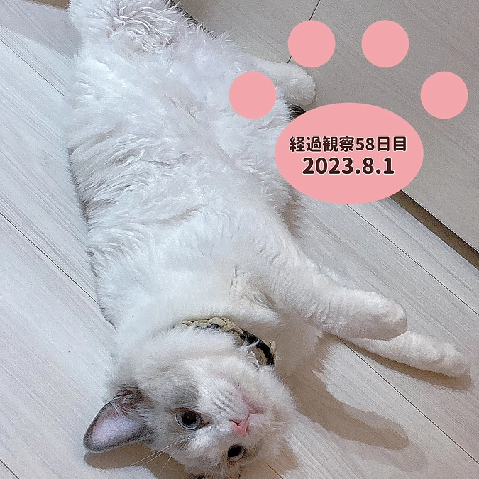 経過観察58日目(2023.8.1)