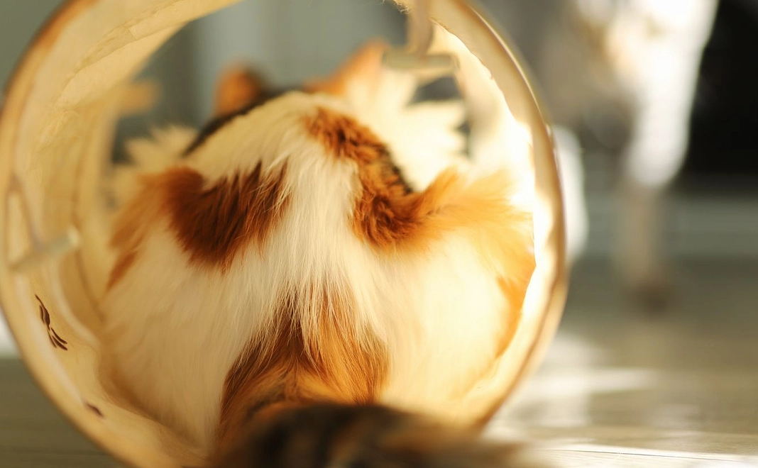 毎月2222円コース