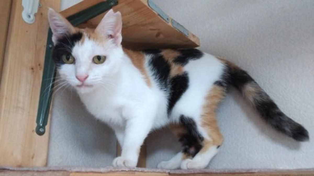 どうか最後を一押しを～「1匹でも多くの猫さんが幸せになってくれたら」