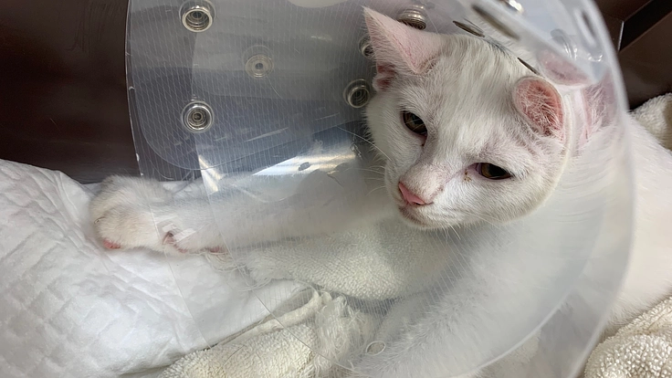 交通事故で下半身付随となった子猫をもう一度歩かせてあげたい