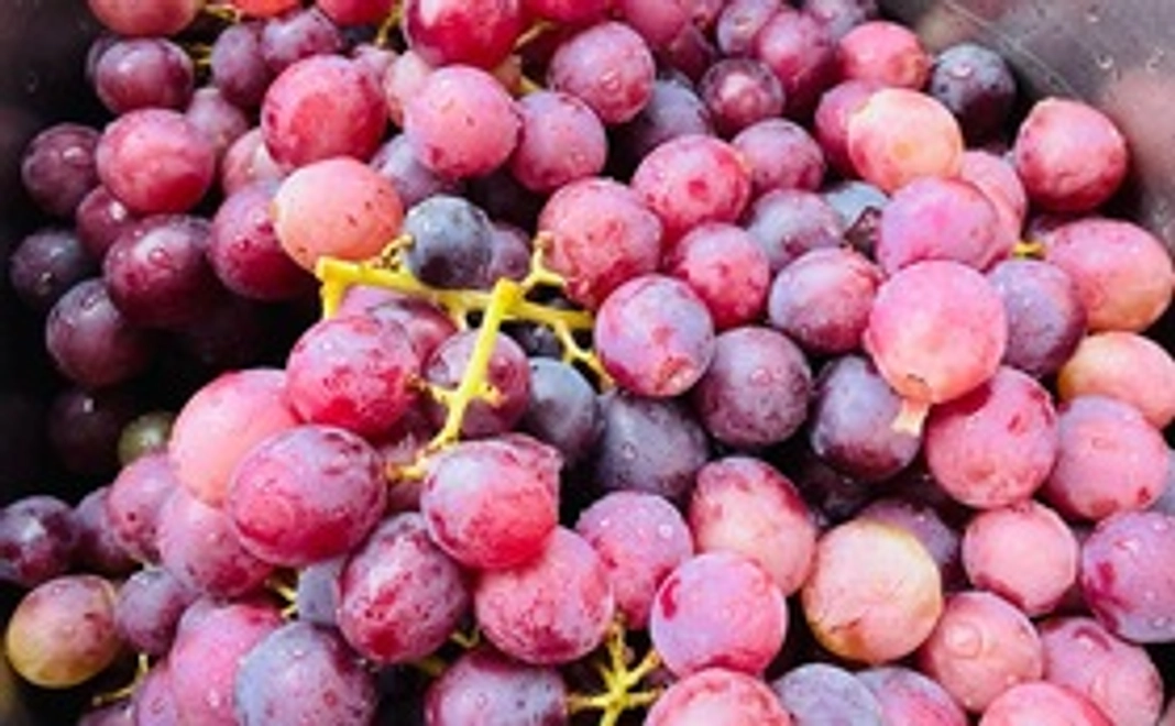 規格外ブドウの種取り体験。シュトーレンの材料をシェフと一緒に作ってみませんか？夏休み中の小学生のお子様も参加可能です。