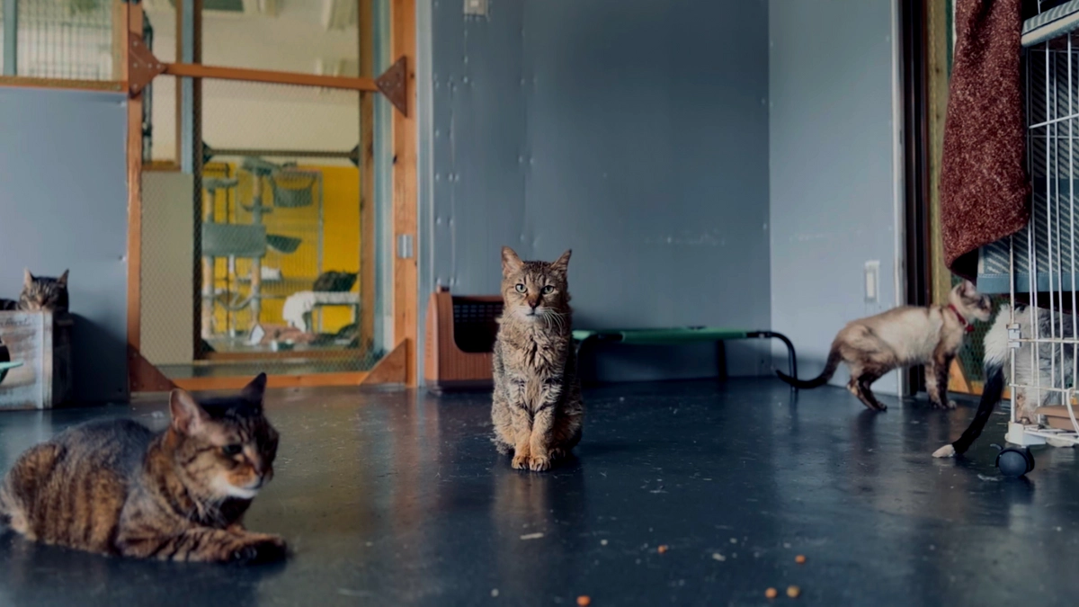 もう一度輝きたいジョー