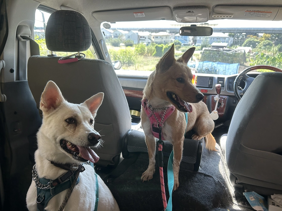 【支援者人数250人突破に感謝！】湘南1Lebenが里親さまにお願いしていること