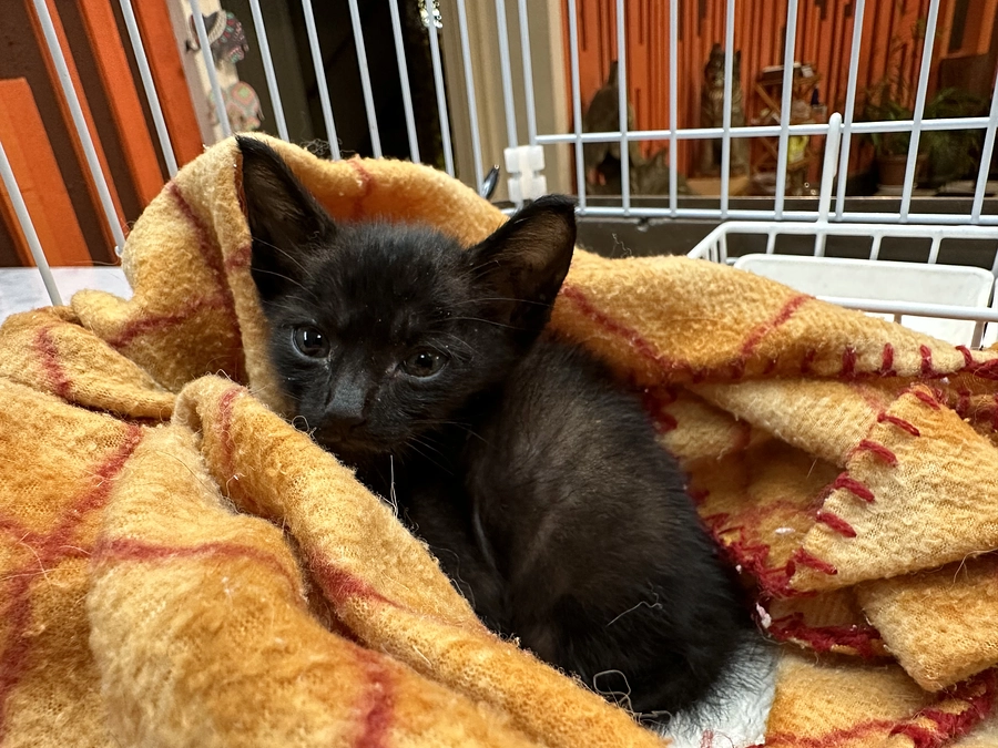 お外で産まさない事の大切さ　