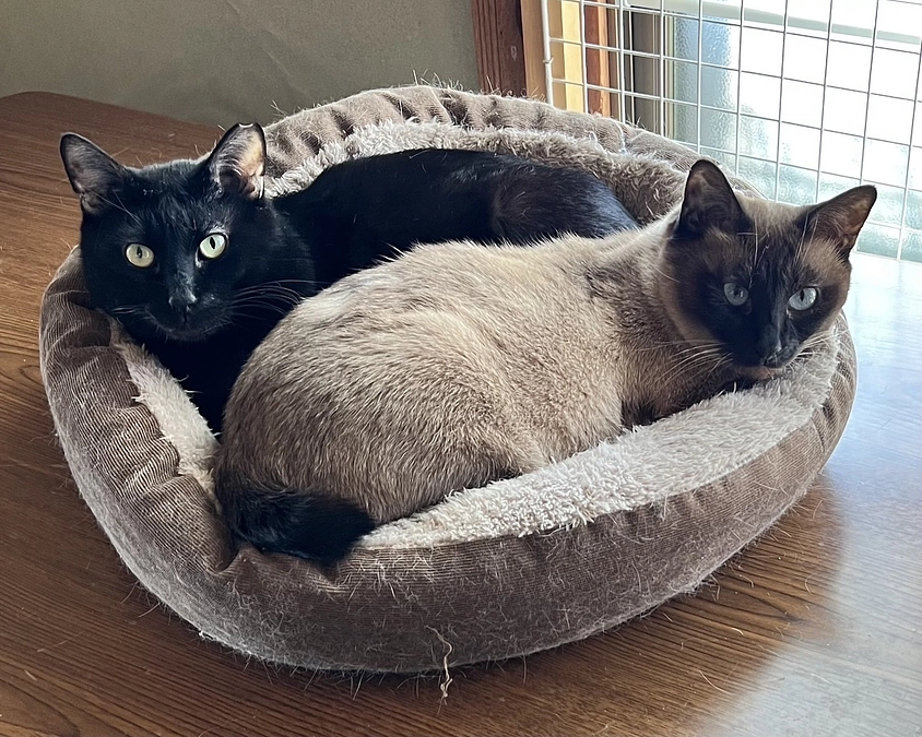 【あと10日で終了！】チラシ掲載店舗様のご紹介＆よくいただくご質問について回答いたしました