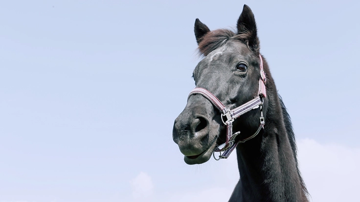 【緊急】養老牧場の移転の為のご支援をお願い致します