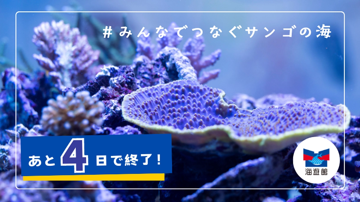 【残り4日】リターン紹介｜ジンベエザメの歯（オリジナル証明書付）