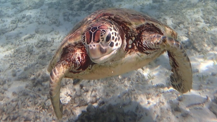 種子島の海を豊かに！藻場を再生し、ウミガメと漁業者との共生の実現へ