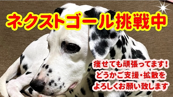 ダルメシアンボス７歳をどうか助けてください