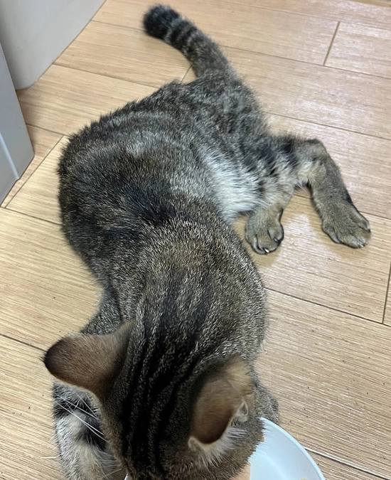 【活動報告】FIPレオンくん入院しました