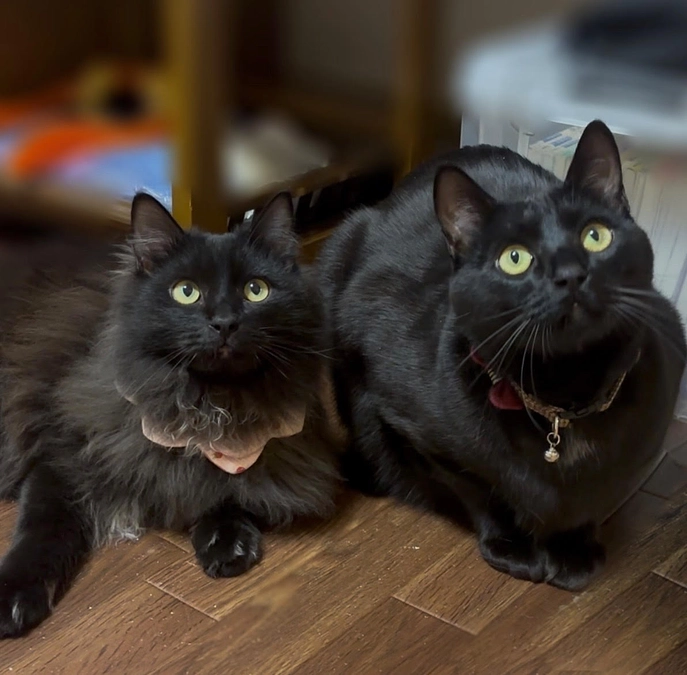 【終了まで残り6日】引き続き情報拡散もよろしくお願いします。