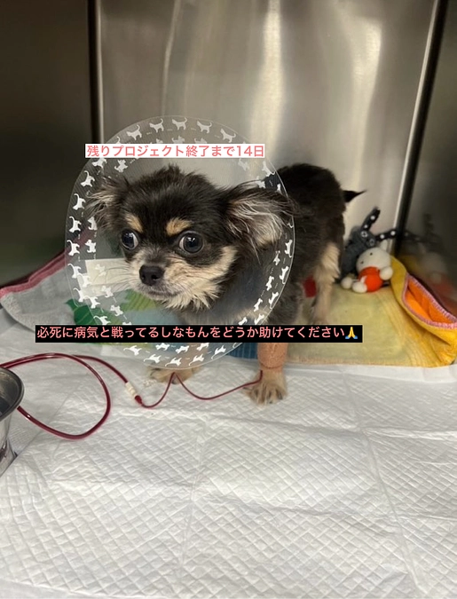 プロジェクト終了まで残り14日　時間がありません・・・助けてください　活動報告10回目