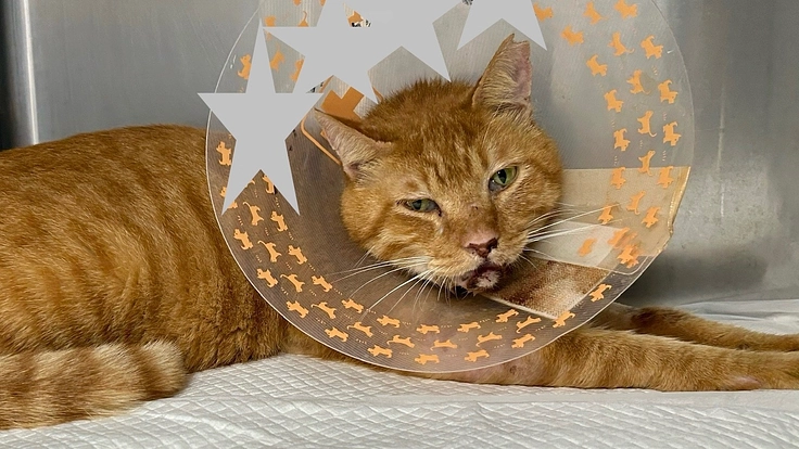 トラックにひき逃げされた地域猫トラちゃんの治療費ご支援ください