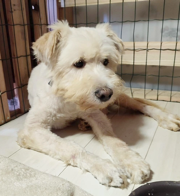 可愛い野犬さん