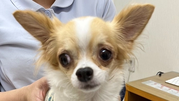 「ふわりちゃん」「リオちゃん」の治療費のご協力をお願いします。 のトップ画像