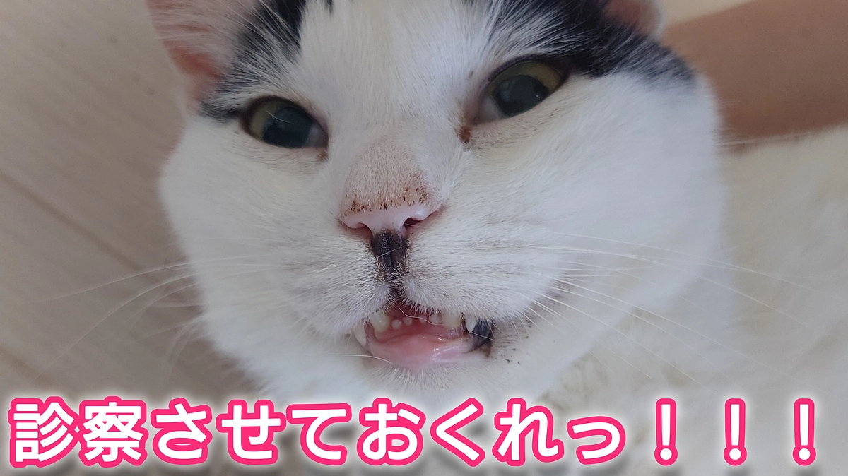 保護猫に抜歯手術予定があります