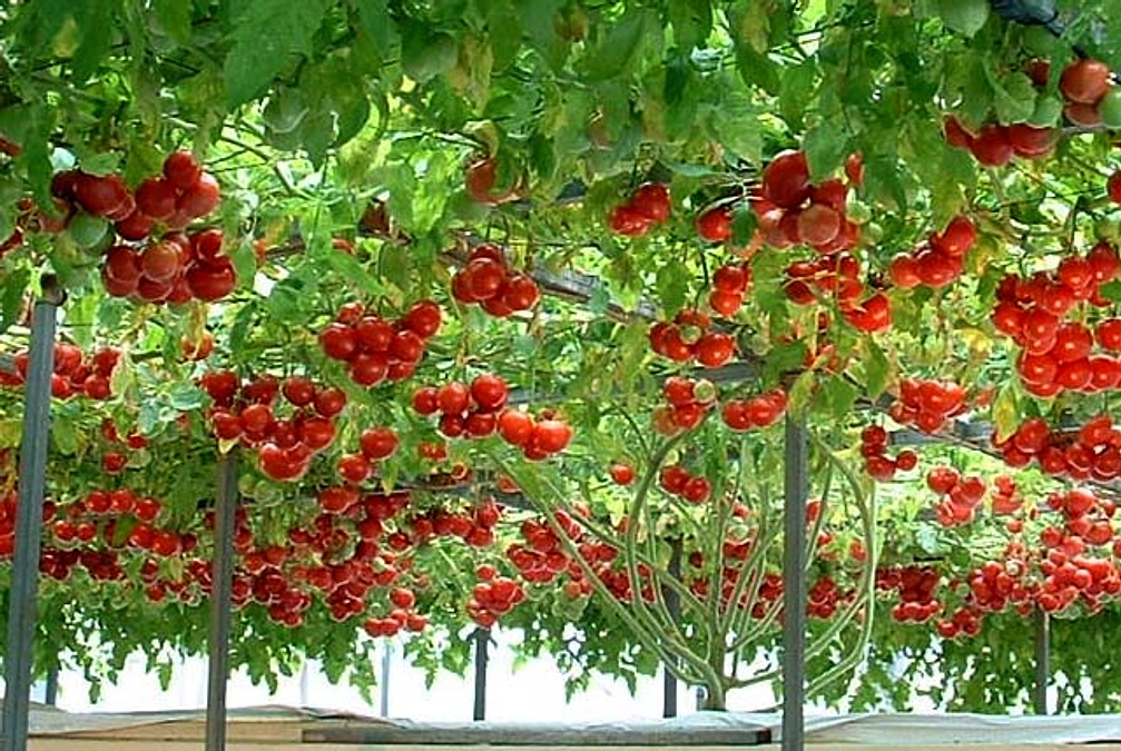 トマト水耕栽培エリアを作りました！！