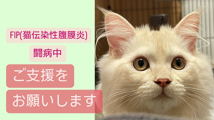FIP(猫伝染性)闘病中のトキを救う為にご協力をお願いします