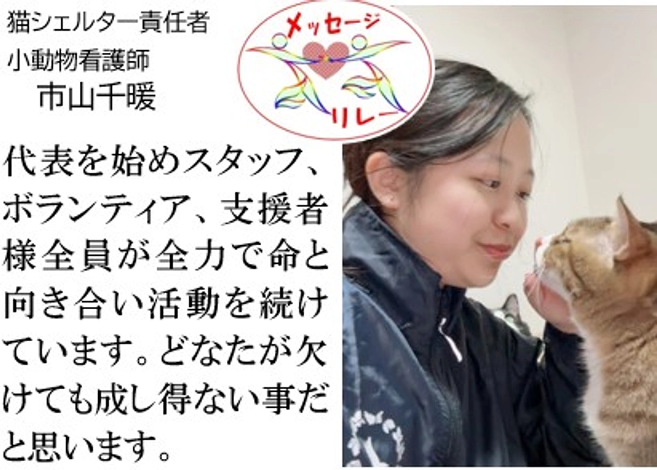 リレー２．猫シェルター責任者：命と全力で向き合う―誰が欠けても成し得ない事