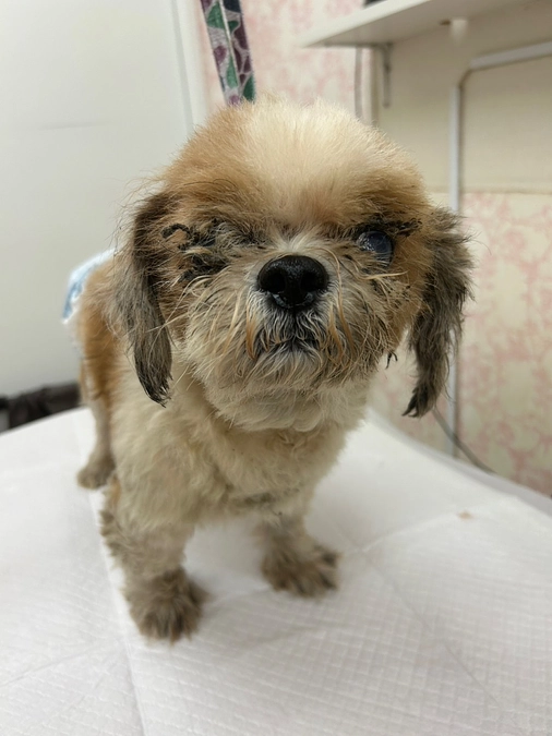 1匹でも多く、より幸せな生活をして欲しい！（写真ははぴねすDOGでレスキューした子）