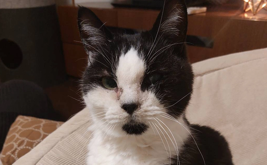 Aがんばれ、くろ！かわいい近況写真と感謝のメール