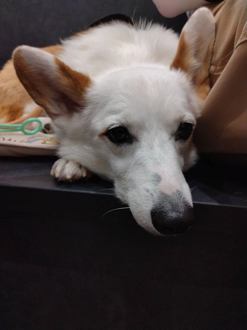 クルミ、リンパ腫、寛解しました！