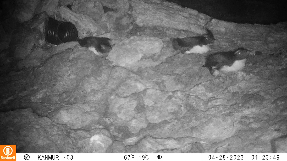 カンムリウミスズメのヒナたちが無事に巣立っていきました！