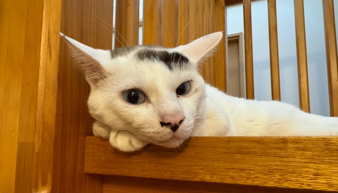 シンバの唸り声