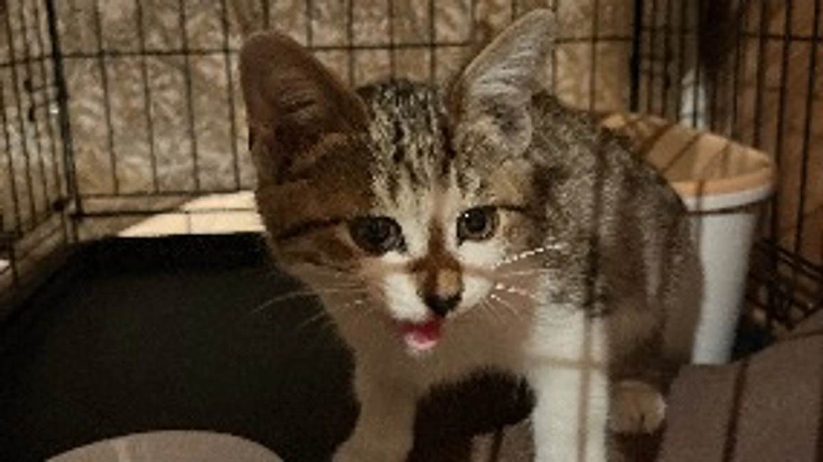 3匹目里親さん決まりました