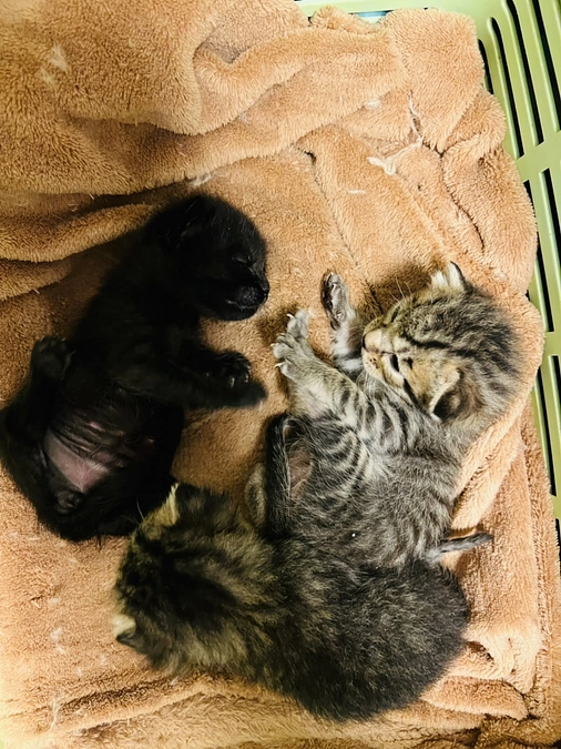 センター収容の子猫8匹引出しました。