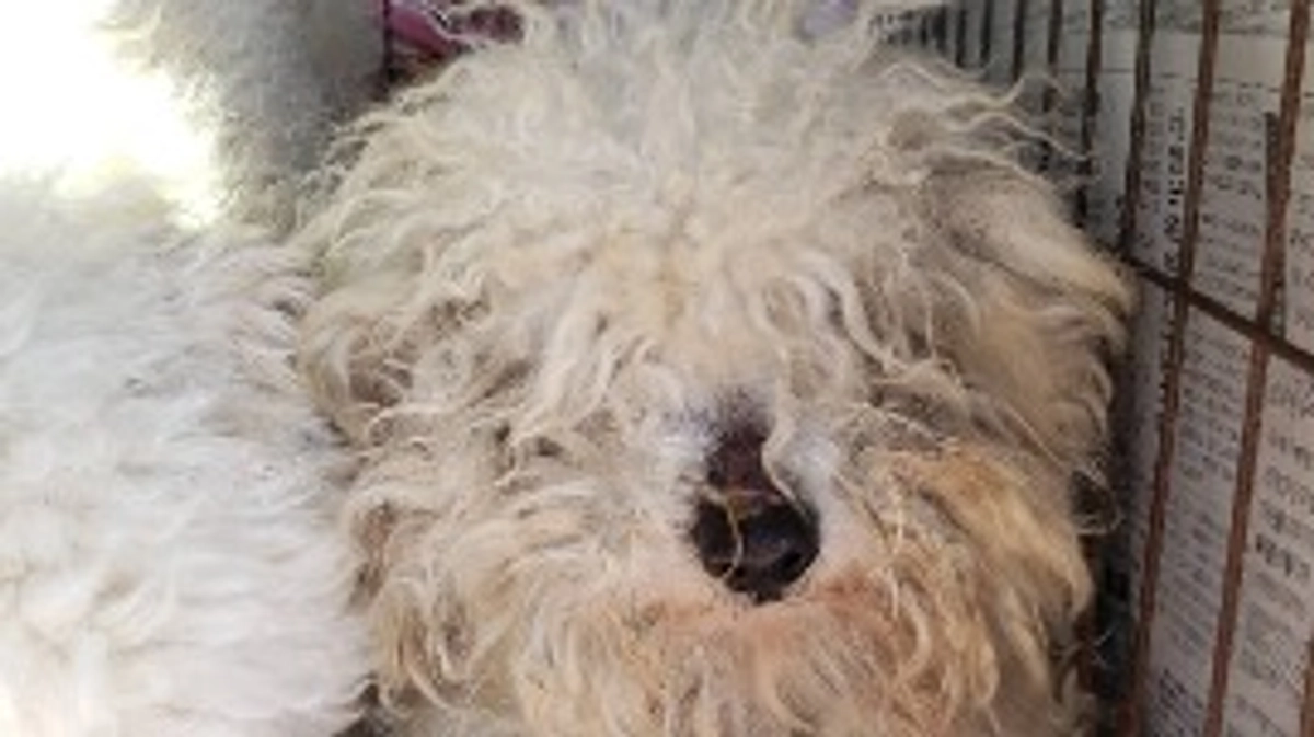 【緊急保護】小型犬8頭